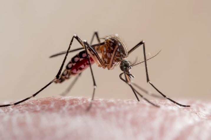 Chikungunya 8-7-25